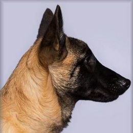 Belgian Malinois All Grown Up from Concho Belgian Malinois