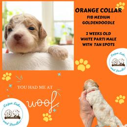 Biscuit: Orange Collar - Parti male Goldendoodle puppy in Raceland, Louisiana from Cajun Doodles