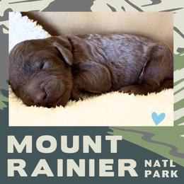 Rainier - Chocolate male Labradoodle puppy in Lubbock, Texas from Lucky Labradoodles