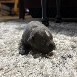 Male 2 - Blue male Staffordshire Bull Terrier puppy in Lakeland, Florida from Blueline Staffords