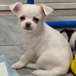 Aphrodite - Cream and white female Chihuahua puppy in Albuquerque, New Mexico from JVJ Chihuahua
