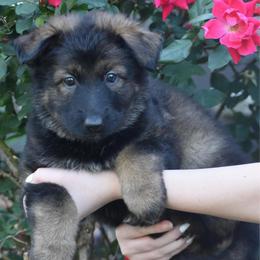 Purple Collar Female - Sable female German Shepherd puppy in Marianna, Florida from Haus M Godwin