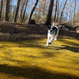 Double Doodle Puppies from Breedlove Mtn Doodles