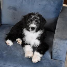 Camellia - Black and white female Aussiedoodle puppy in Peyton, Colorado from Colorful Colorado Aussiedoodles