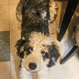 Brodie - Bernedoodle