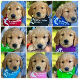 Golden Retriever Puppies from Rainershine Goldens