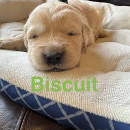 Biscuit - Light golden male Golden Retriever puppy in Lebec, California from Socalretrievers
