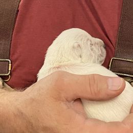 Girl 4 - White West Highland White Terrier puppy in Blue Hill, Nebraska from BlueBelle's Canine Companions