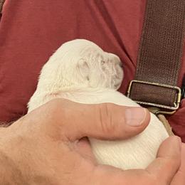 Girl 4 - White West Highland White Terrier puppy in Blue Hill, Nebraska from BlueBelle's Canine Companions