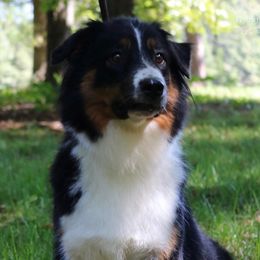 Dallas - Australian Shepherd