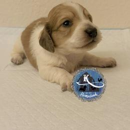 Cider - Piebald male Dachshund puppy in Clearlake Oaks, California from K’s Homestead