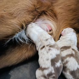 Border Collie Puppies from SoCal Border Collies