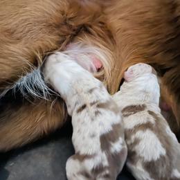 Border Collie Puppies from SoCal Border Collies