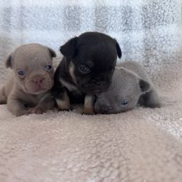 French Bulldog Puppies from Mississippi Sound Frenchies