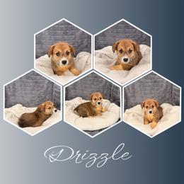 Drizzle - Sable male Pembroke Welsh Corgi puppy in Kiowa, Colorado from Cool Water Corgis LLC