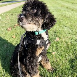 Tilly (Mint Collar Female) - Black tri-color female Aussiedoodle puppy in Grand Rapids, Michigan from The Kindred K9