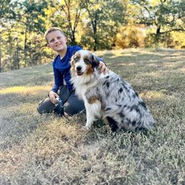 Everest - Miniature American Shepherd