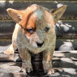 L65-06 - Red speckled male Australian Cattle Dog puppy in Sheridan, Oregon from 6pk Cattledogs