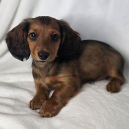 Chance - Red male Dachshund puppy in Tucson, Arizona from Crowned Doxies