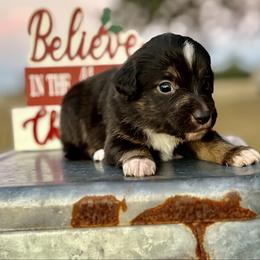 Tan collar with tail - Black tri male Miniature Australian Shepherd puppy in 32046, Florida from River Hill Ranch
