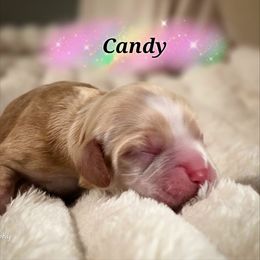 Candy - Buff female Cocker Spaniel puppy in North Carolina from Cocker Cottage
