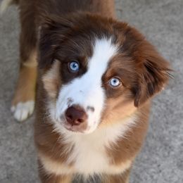 Monarch - Miniature American Shepherd