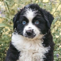 Miniature Australian Shepherds from Sugar Mountain Miniature Australian Shepherds