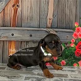 Black and Tan Smooth Male Green Collar - Black and tan male Dachshund puppy in Cleveland, Tennessee from Kelly's Doxie Farm
