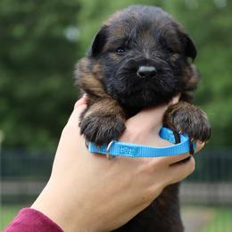 Killian - Sable male German Shepherd puppy in Canton, Texas from WILDWOOD GERMAN SHEPHERDS