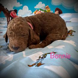 Bonnie - Red  female Poodle puppy in Houston, Texas from McEnery Standard Poodles