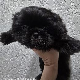 Shih Tzu Puppies from Borderland's Kennel