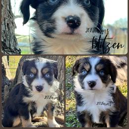 (5) Blitzen, BTF - Black tri female Miniature American Shepherd puppy in Huntington, Texas from JKKJ Farms