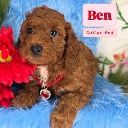 Ben (Red) - Red  male Goldendoodle puppy in Miami, Florida from Katy's Toy Poodles