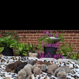 Chinese Shar-Pei Puppies from Ola & Olivia's Shar Pei