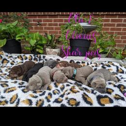 Chinese Shar-Pei Puppies from Ola & Olivia's Shar Pei