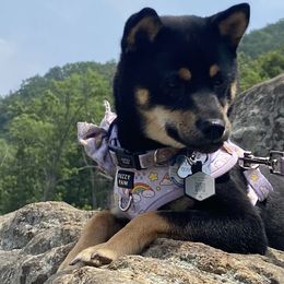 Kokoro - Shiba Inu