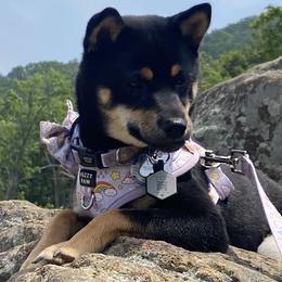 Kokoro - Shiba Inu