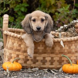 Boy 3 - male Dachshund puppy in Crystal, Michigan from Mare-bella Dachshunds