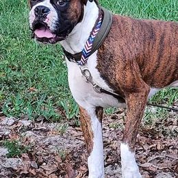 Boxers from Bayla Belle's Boxers