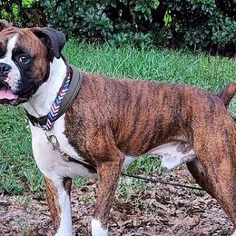 Boxers from Bayla Belle's Boxers
