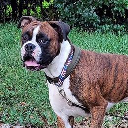 Boxers from Bayla Belle's Boxers
