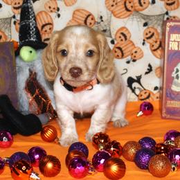 Myers - Piebald male Dachshund puppy in Corbin, Kentucky from White River Valley Kennel