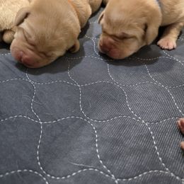Labrador Retriever Puppies from Ruby Rose Labradors