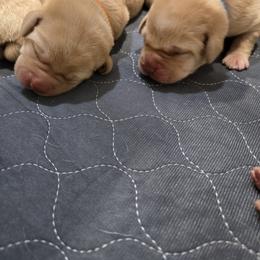 Labrador Retriever Puppies from Ruby Rose Labradors