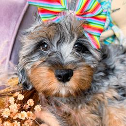 Iinka Venus - Merle female Cavapoo puppy in Tucson, Arizona from Unicorn Tears and Cavaliers