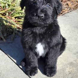 Jett - Black and white male Aussiedoodle puppy in Baldwin, Georgia from Tates Creek Kennels