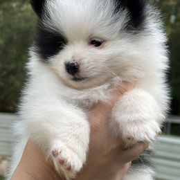 Meeko - Black parti male Pomeranian puppy in Rockford, Alabama from Wickedly Cute Puppies