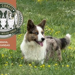 Skye - Cardigan Welsh Corgi