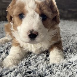 Nora - Red female Bernedoodle puppy in Camden, Michigan from FurEver Friends Finder
