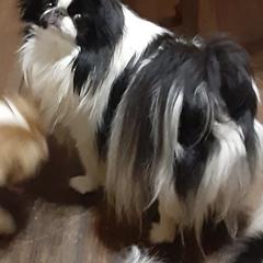 Chihuahua and Japanese Chin All Grown Up from Gift of Gods Favor